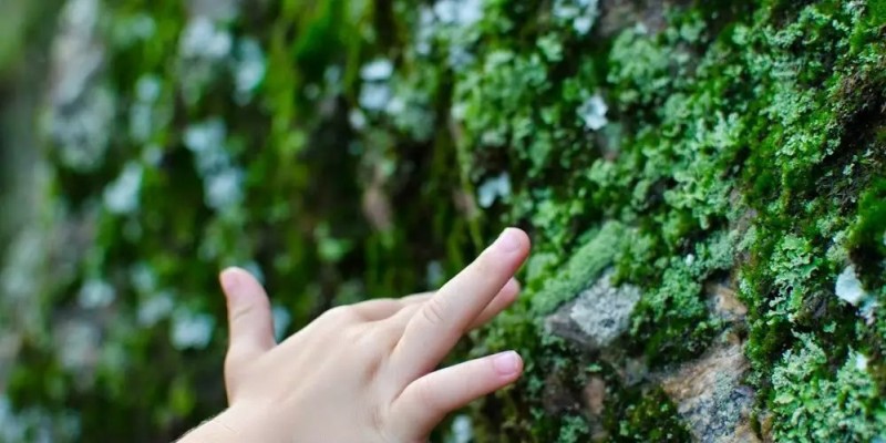 Crédito: Site Criança e Natureza
