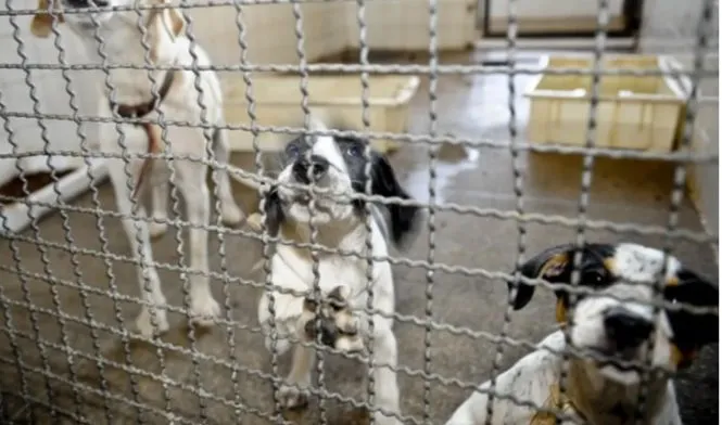 Uberlândia promove nova feira de adoção de cães e gatos neste sábado 